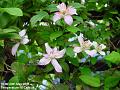 2006-0520clematis